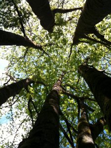 Besonderer siebenarmiger Baum, Ansicht von unten in die Baumkrone