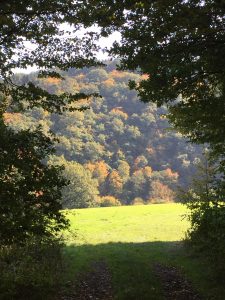 Blick auf herbstlichen Wald und Wiese im Sonnenlicht