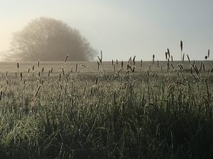 Wiese im Morgenlicht