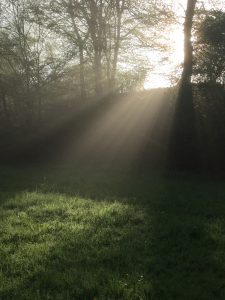 Waldlichtung mit Sonnenstrahlen